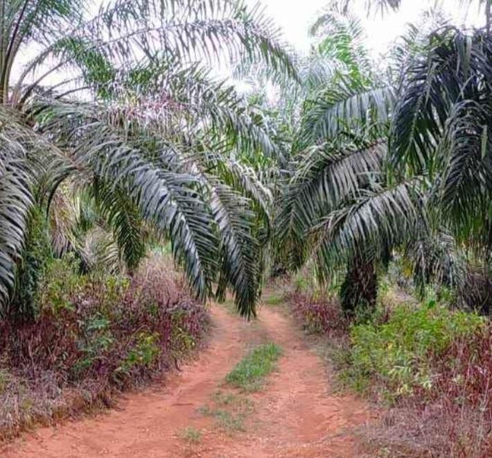 Di Bengkulu Masih Tinggi Kemiskinan Meski Terkenal Penghasil Sawit