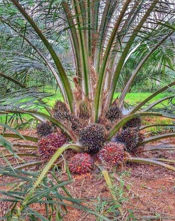 'Jaga Zapin' Dikembangkan, Kajari, Bupati dan Wali Kota si Riau Teken MoU