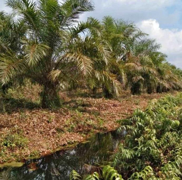 DBH Kelapa Sawit Tidak Cair Tahun ini, Hanguskah!