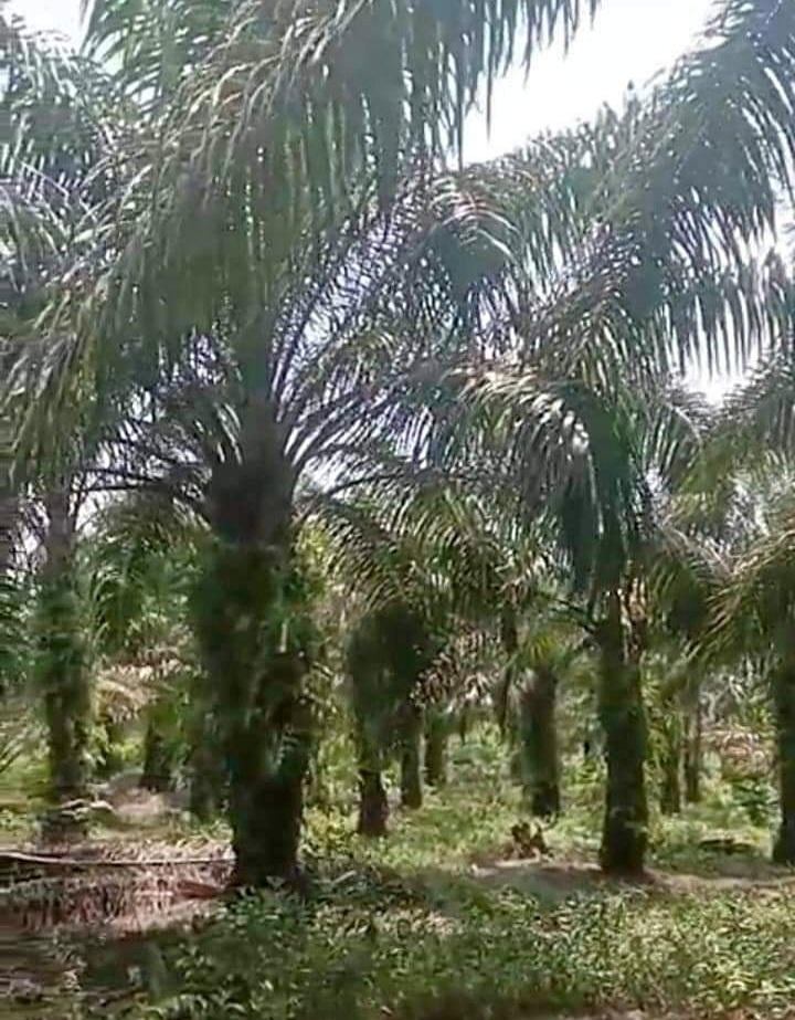 Musim Kemarau Bikin Buah Sawit Telat Matang, Ini Penyebabnya