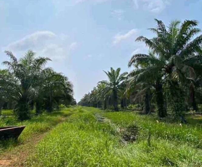 Nyanyian Nelangsa Petani Kelapa Sawit di Aceh
