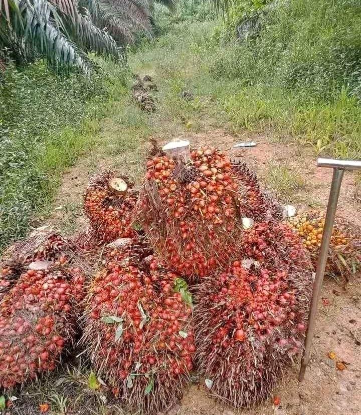 RKP Sudah Dilaporkan, DBH Sawit Riau Kini Tunggu Pencairan