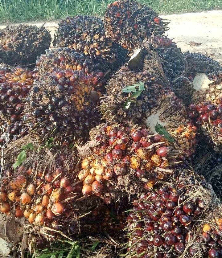 Pertamina Lirik Riau Market Potensial Lantaran Sentra Perkebunan Sawit