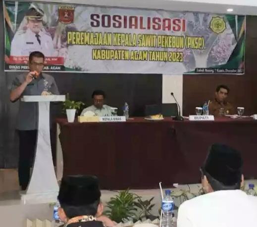 Kebun Sawit Sudah Tua di Agam, Ayo Pak Tani Lakukan Replanting