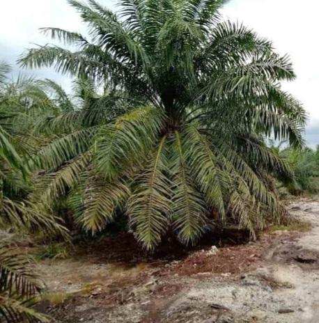 Siap-siap Masuki Perdagangan Karbon, SSMS Petakan Sumber dan Serapan Emisi