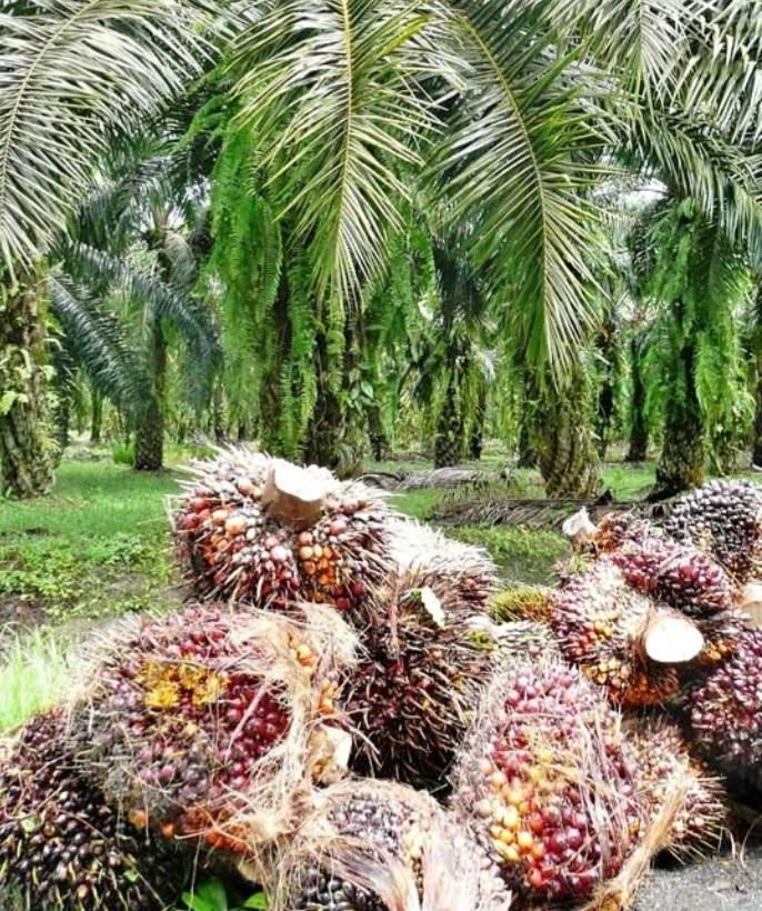 Petani Keluhkan Produksi Kebun Anjlok 50 Persen di Banten, Ini Penyebabnya