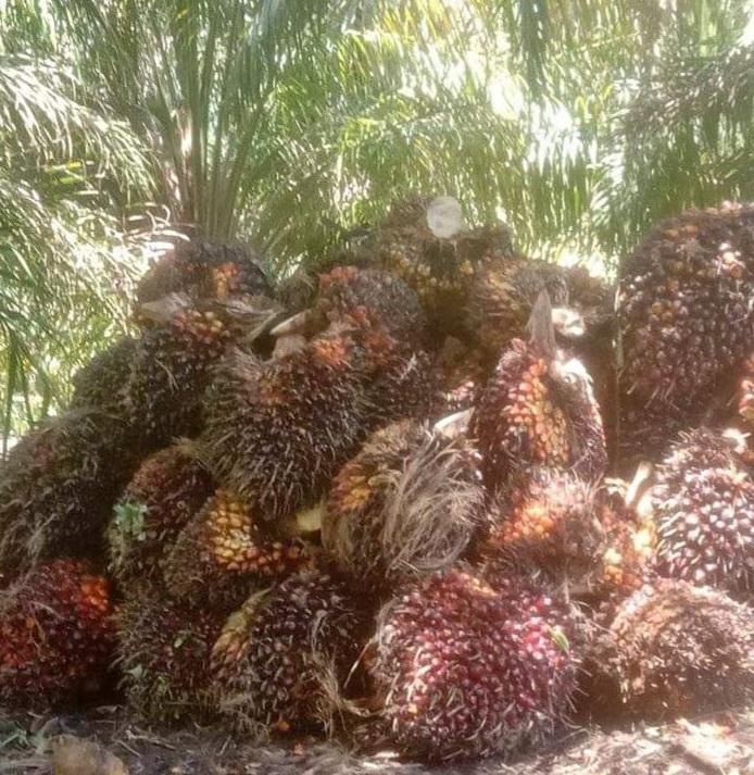 RI Lawan EUDR Uni Eropa