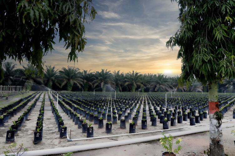 PTPN IV PalmCo Regional 3 Lanjutkan Penyediaan Bibit Sawit Unggul Bersertifikat