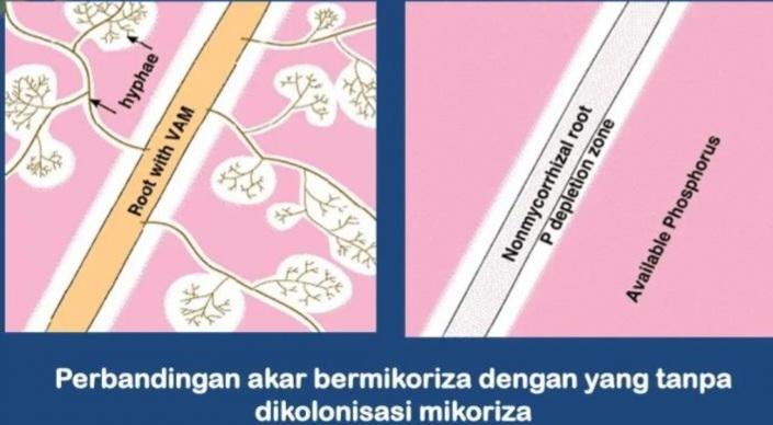 Catat! Ini Solusi Versi Peneliti BRIN Bila Produktivitas Rendah Lantaran Tanah Asam