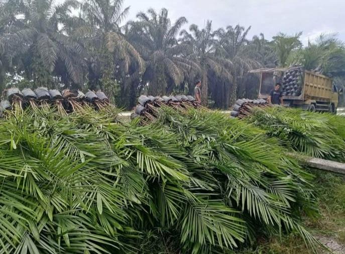 Kebijakan Naker Sektor Sawit Diadopsi dari Praktik Terbaik dari Australia dan Thailand