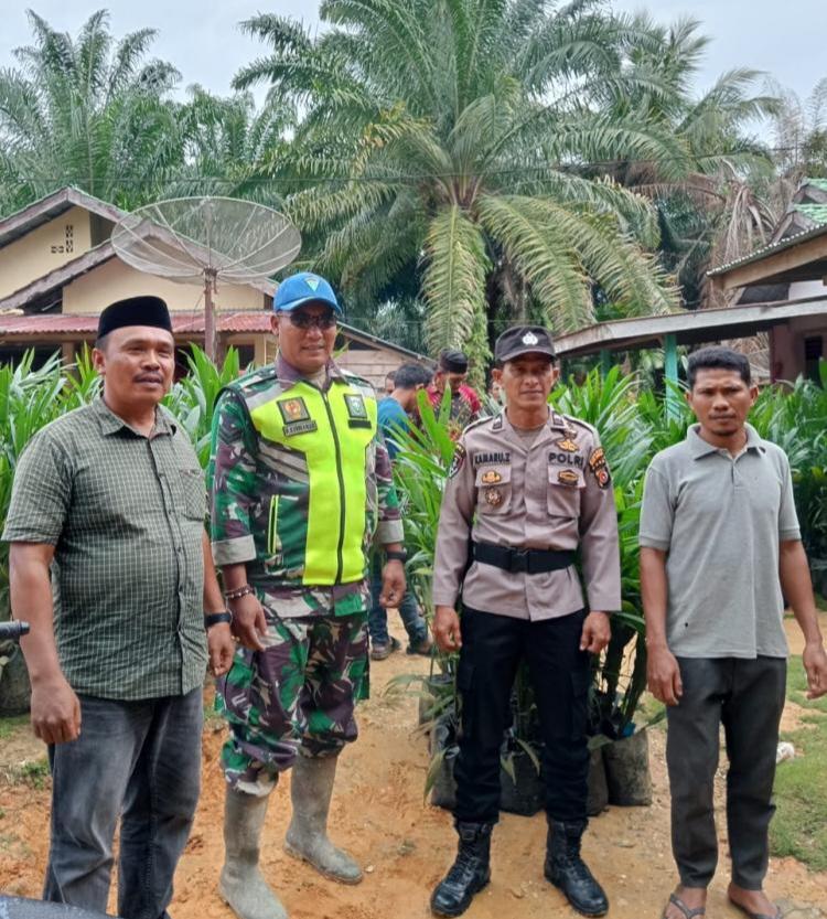 Pemdes Lapahan Buaya Bagikan Ribuan Bibit Sawit Gratis ke 100 Kepala Keluarga