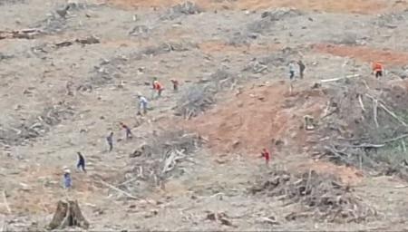 Permintaan DPRD Inhu Tak Digubris, PT BBSI Tetap Beraktivitas Tanami Lahan Masyarakat