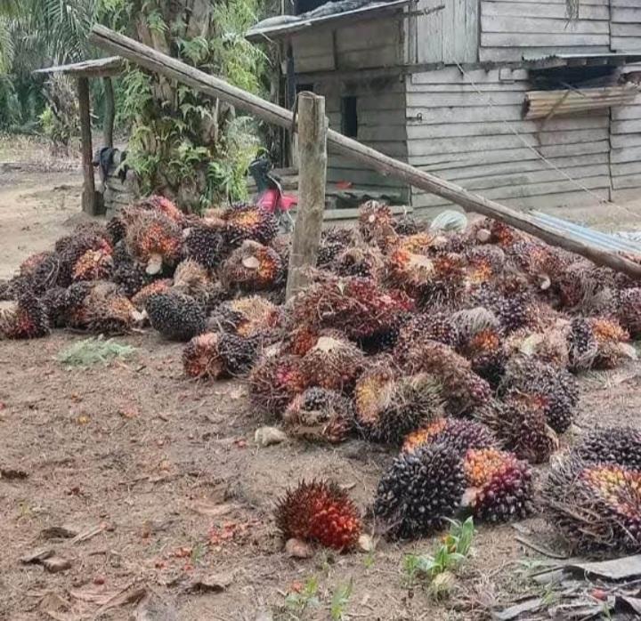 Menang Gugatan Sawit di WTO, Ini Bukti Indonesia Berdaulat di Mata Dunia