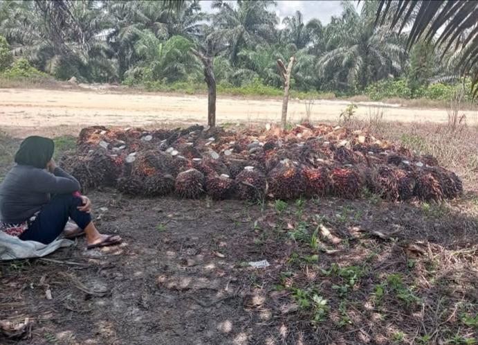 Bantah Tudingan 'Emas Hijau' Disangkutkan dengan Deforestasi