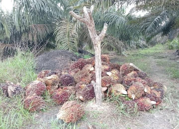 Separuh Penduduk Dunia Bergantung Pada Sawit