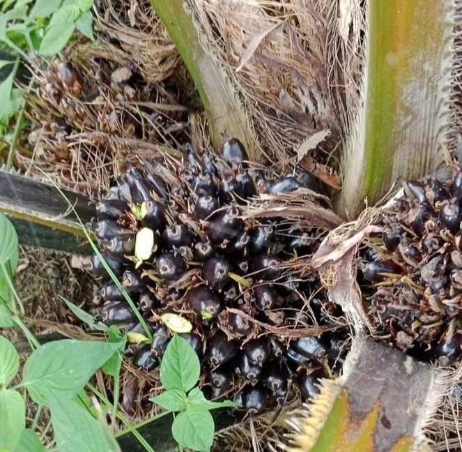 Ini Fakta! Perkebunan Sawit Bukan Sumber Utama Deforestasi Global