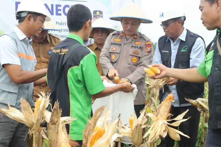 Jagung Pipil Binaan Dipanen, Polres Inhu Songsong Swasembada Pangan