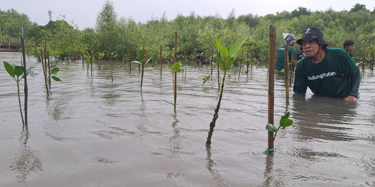 Transisi Musim Kemarau ke Hujan Diwarnai Cuaca Ekstrem, Penanaman Pohon Jadi Mitigasi Nyata