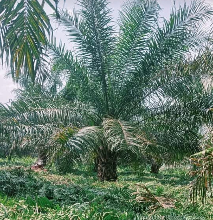 Alamak! Praktik Pelanggaran HAM Marak di Perkebunan Kelapa Sawit Indonesia