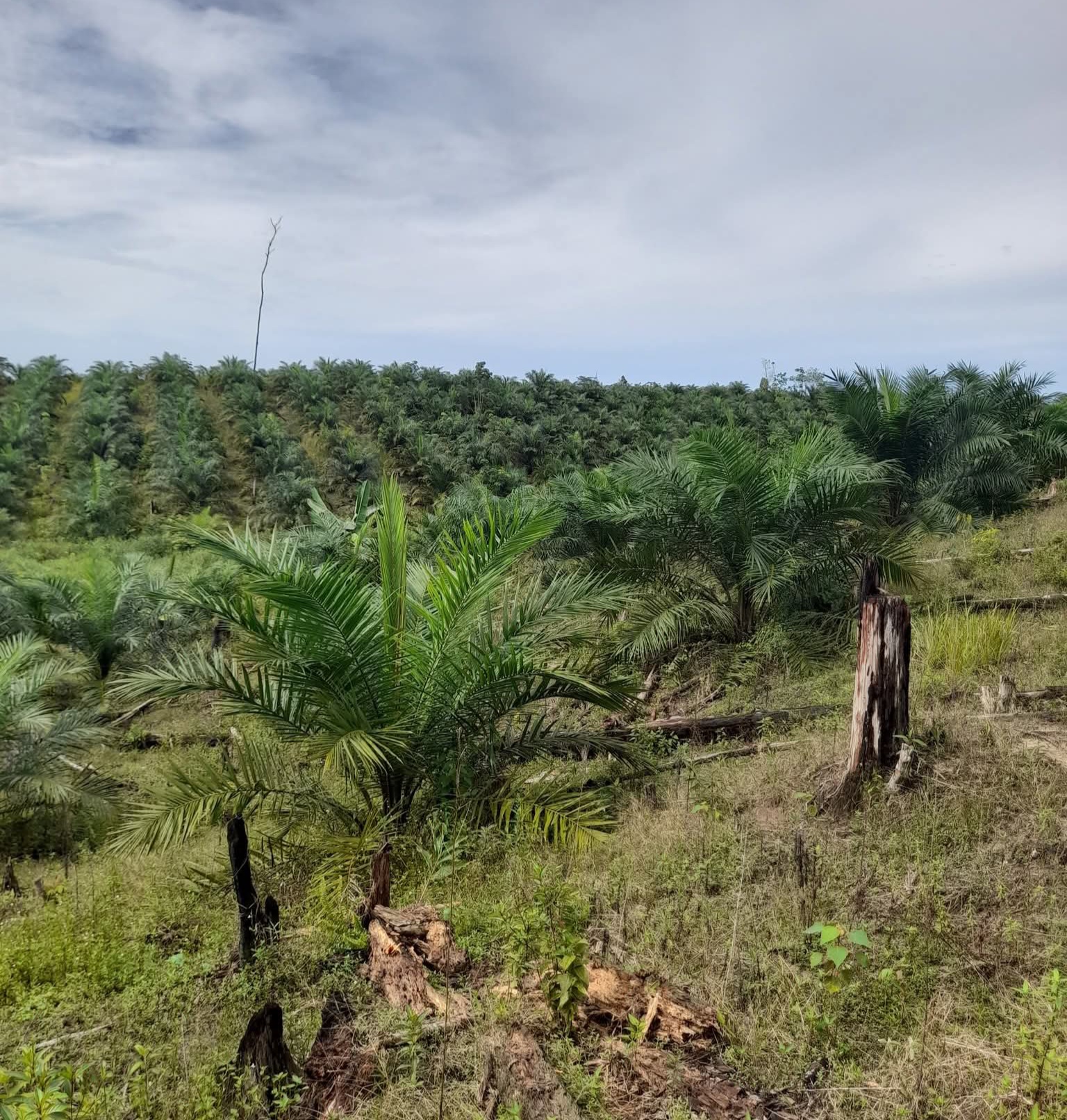 Kelapa Sawit Tanaman Penyerap Karbon Terbaik di Dunia