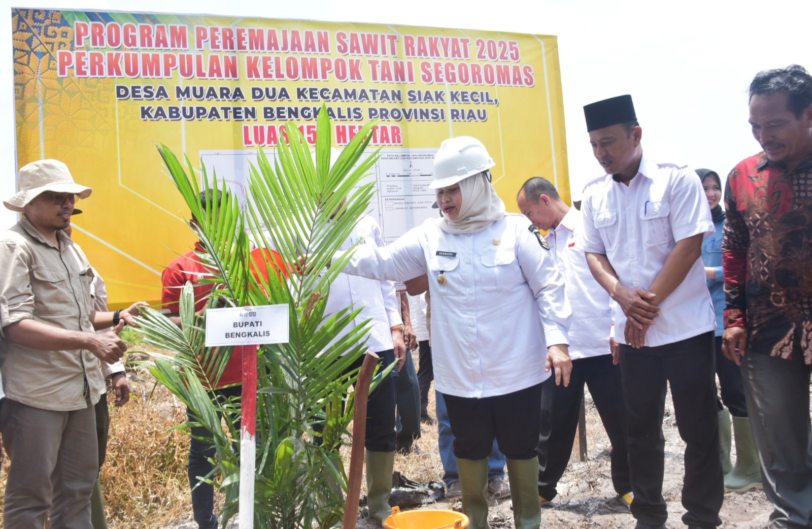 Asa Kasmarni Saat Tanam Perdana Sawit Program PSR dan Tumpang Sari Padi Gogo di Muara Dua