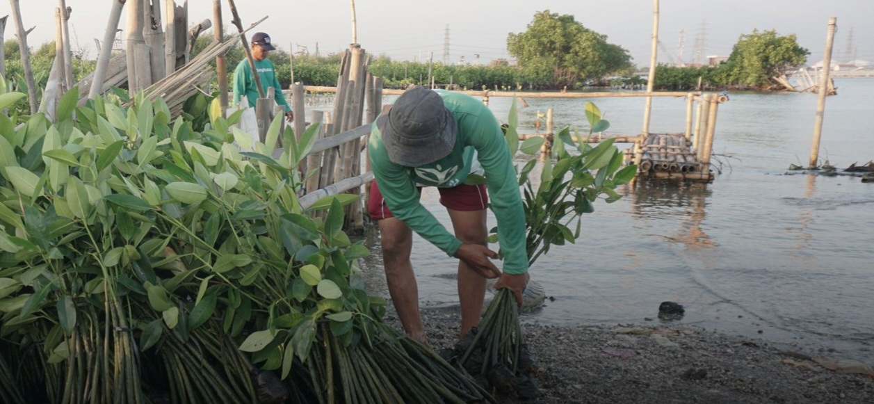 Deforestasi Indonesia Masih Meningkat, Inisiatif Pemulihan Hutan Mendesak Diperkuat