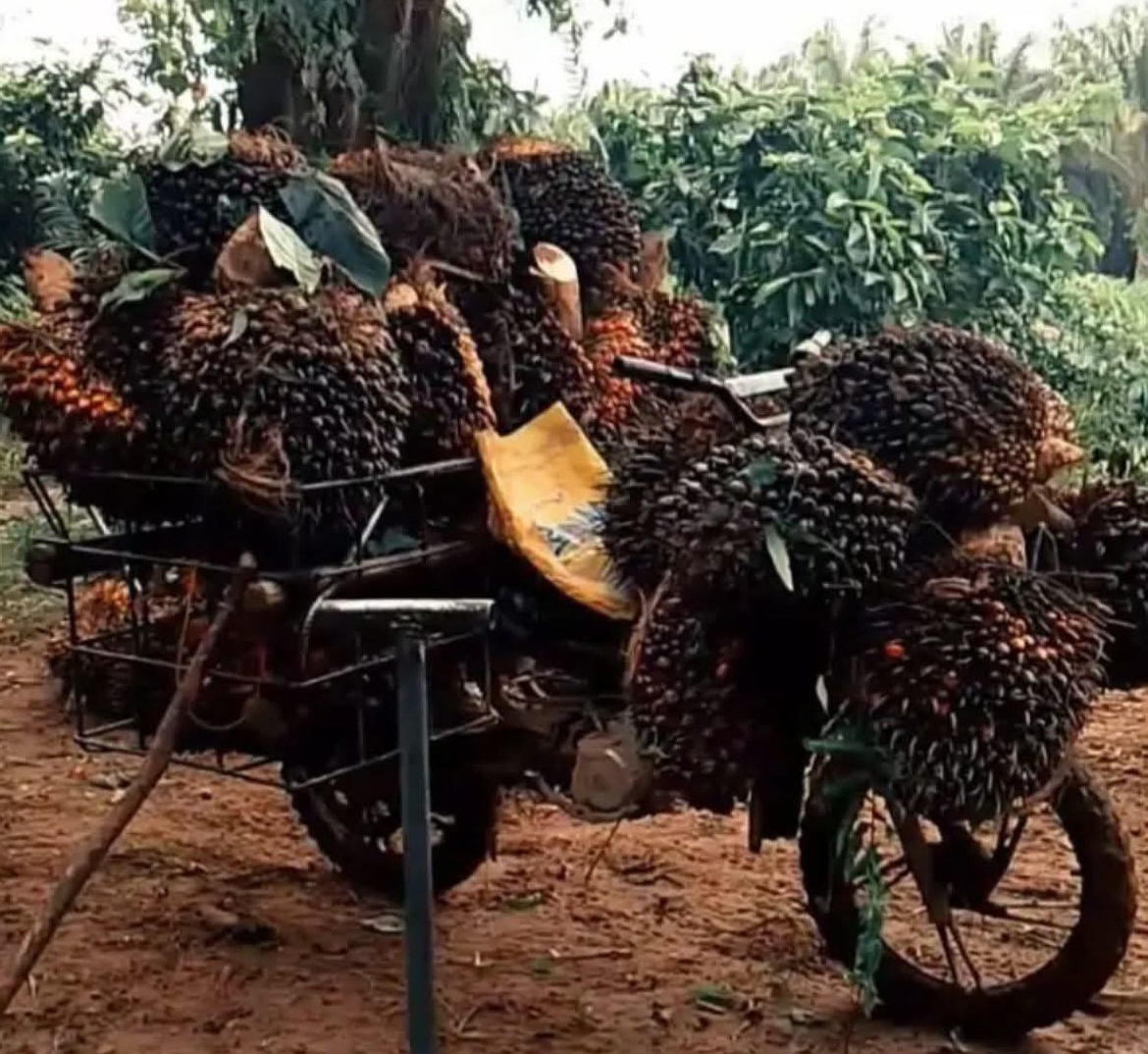 Disbun Aceh Singkil Beberkan Alasan Produksi Kelapa Sawit Petani Rendah