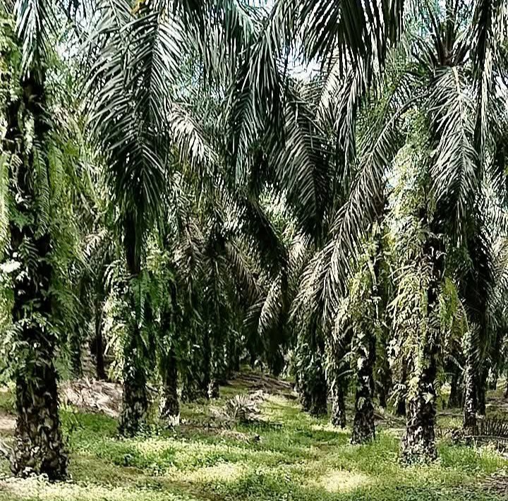 Industri Minyak Sawit Berkontribusi Atasi Masalah Kemiskinan Global