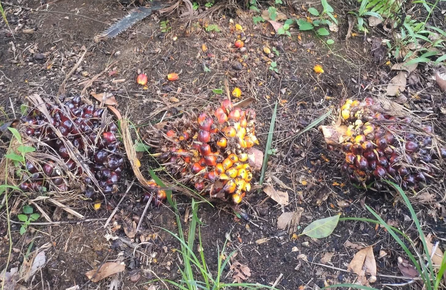 Harga Sawit Plasma Riau Menukik ke Rp36,30 per Kg, Ini Faktornya