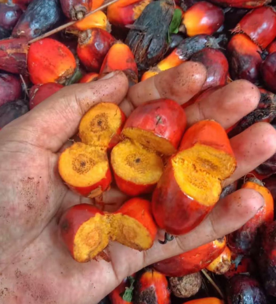 Sawit Menjelma Jadi Sanitasi dan Kecantikan Lewat Sentuhan Tangan-tangan Inovatif Ratu Bio