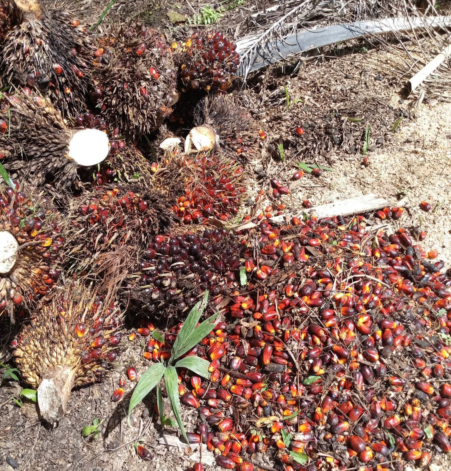 Industri Sawit Nasional Berkontribusi Pilar Pembangunan Lingkungan