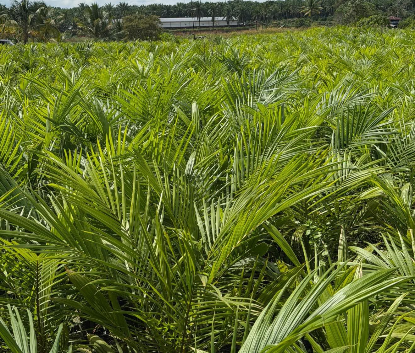 IFBA Lawan Kampanye Negatif Sawit, Tapi Anti Sawit Kian Brutal di Nusantara