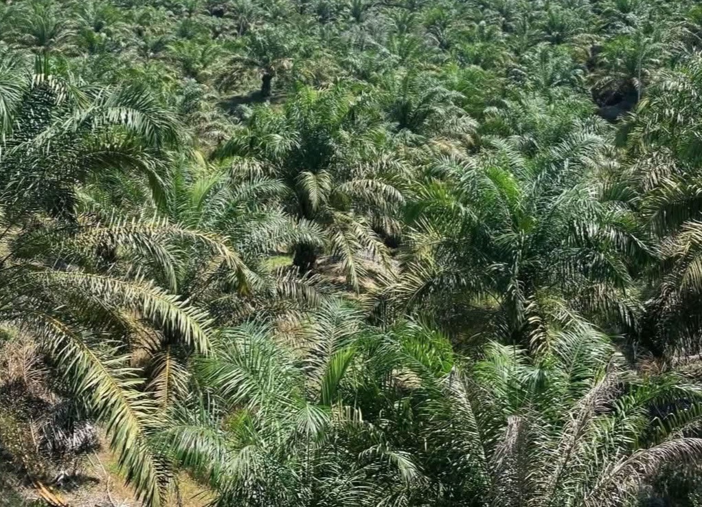 Dukung B50, Pelaku Industri Biodiesel Diminta Manfaatkan PBK