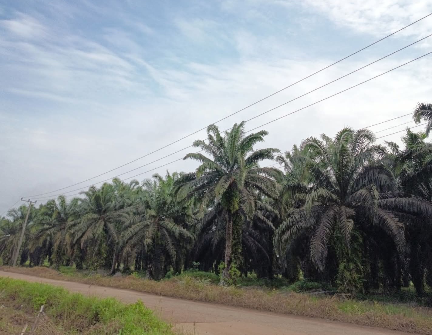 Antara Impian Keadilan, Dominasi Korporasi dan Disparitas Lahan Sawit