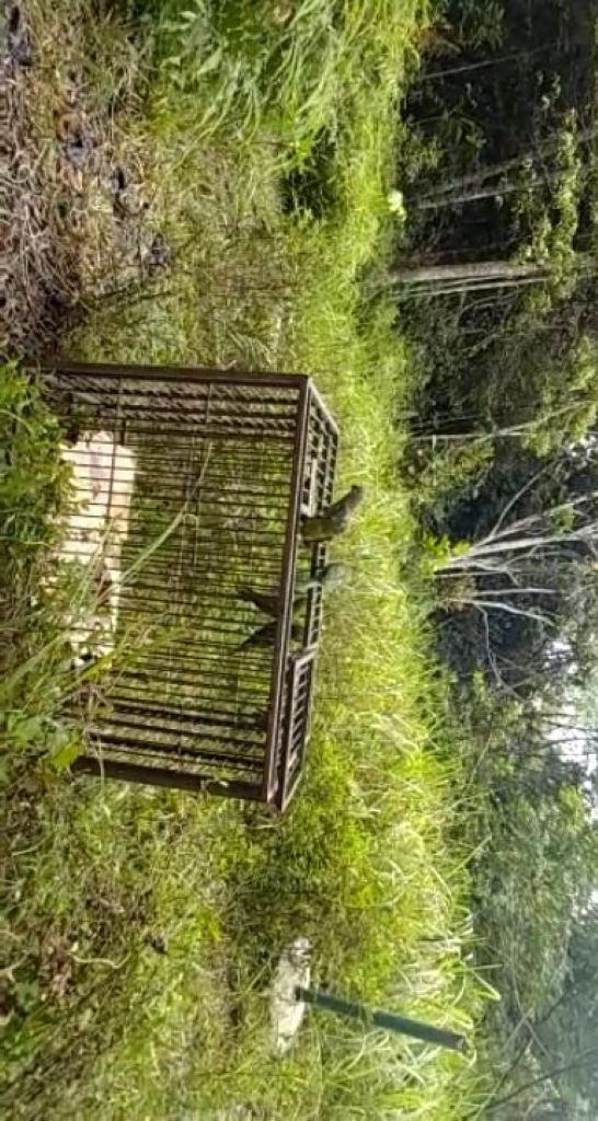 Ada Warga Baru di Koloni Gajah Minas