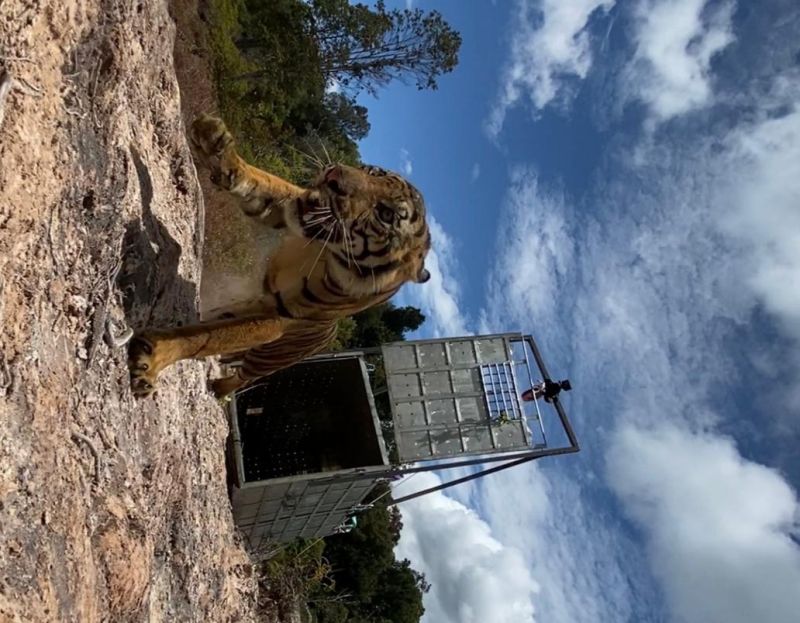 'Suro' Dilepasliarkan ke Taman Nasional Gunung Leuser