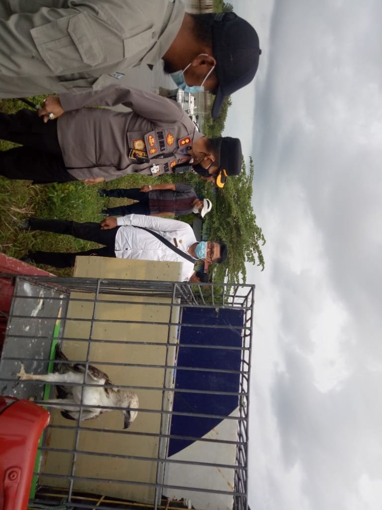 BKSDA Sumbar Lepasliarkan Burung Elang Brontok di MJMP