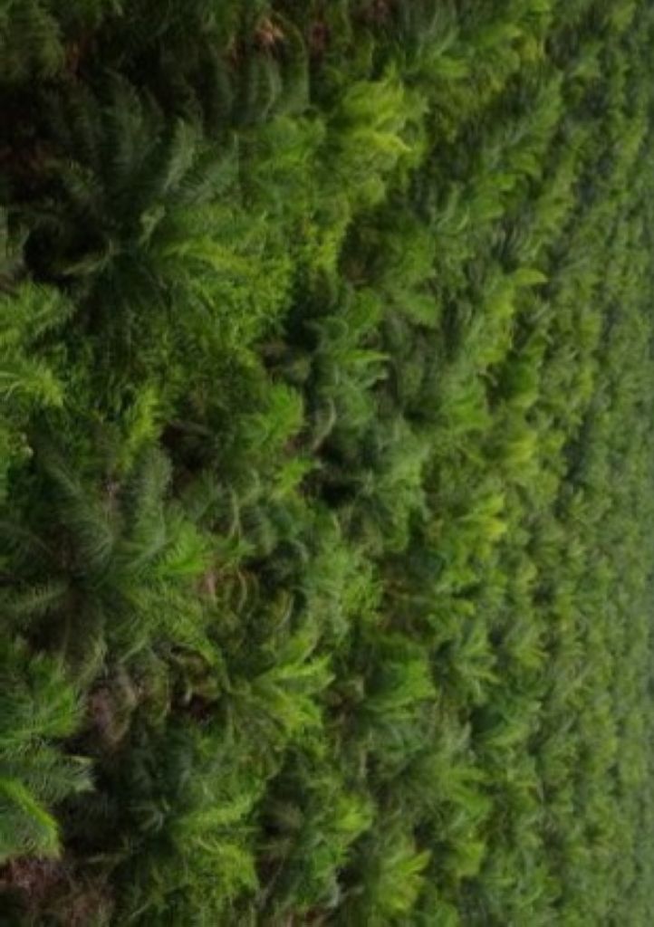 Evolusi Modern Industri Sawit Nusantara  Pola PIR Gerbang Perkebunan Rakyat