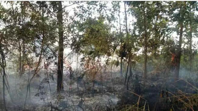 Kabut Asap Lagi, Lima Hektar Lahan Gambut di Pekanbaru Terbakar
