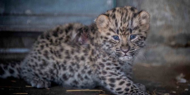 Kebun Binatang Bandung akan Potong Rusa untuk Makanan Macan