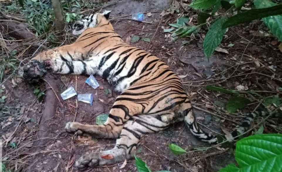 Harimau Sumatera Tewas Terjerat di Area Konsesi Sinarmas Group