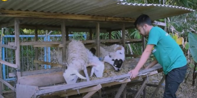 Ternak Domba Gibas, Rayndra Raup Omzet Ratusan Juta per Bulan
