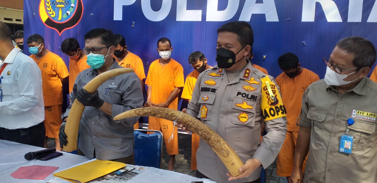 Guru SMK Terlibat Sindikat Perdagangan Gading Gajah di Riau