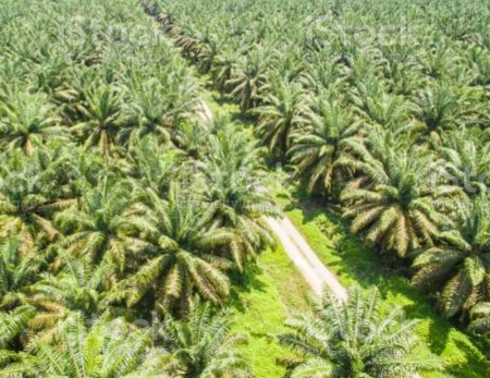 Kabupaten Bengkalis Miliki Lahan Seluas 130 Ribu Hektar Lebih Perkebunan KSR