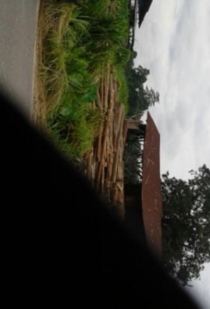 Kelangsungan Hutan Riau Diduga Terancam Karena Ini,