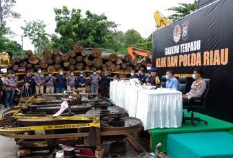 Sawmill Penampung Kayu Ilegal dari SM Rimbang Baling Kampar Digerebek
