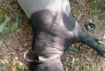 Ada Tapir Mati di Kuansing, BBKSDA Riau Diminta Usut Tuntas