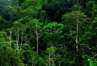 Permukiman Masuk Klaim Kawasan Hutan, Guru Besar IPB: Negara Jadi Tidak Stabil