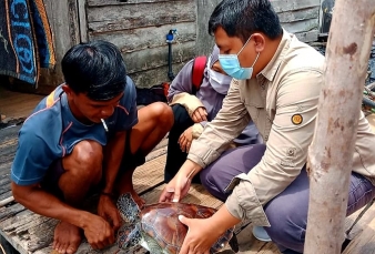 Tersangkut Jaring Nelayan, Penyu Hijau Diserahkan ke BBKSDA Riau