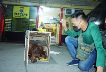 Berkas Lengkap, Polisi Belum Serahkan Tersangka dan Barbut Kasus Perdagangan Orangutan